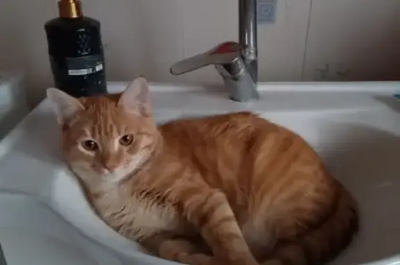 Пропал кот, Красненская, Тамбовская область - рыжий окрас, буква М на лбу - photo