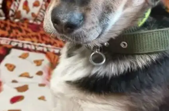 Потерянные животные Партизанск, фото: Пропала собака Мальчик, Партизанск (rl1147179)