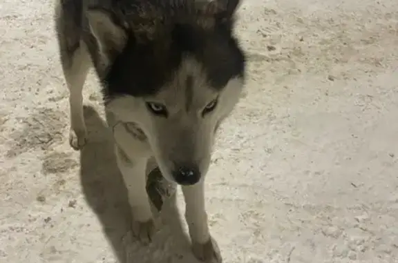 Найдена собака с ошейником, улица Осипенко, 33, Саранск - photo