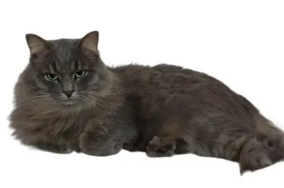 Пропал кот, Буммашевская улица, 48, Ижевск - пепельный, пушистый, кастрат - photo