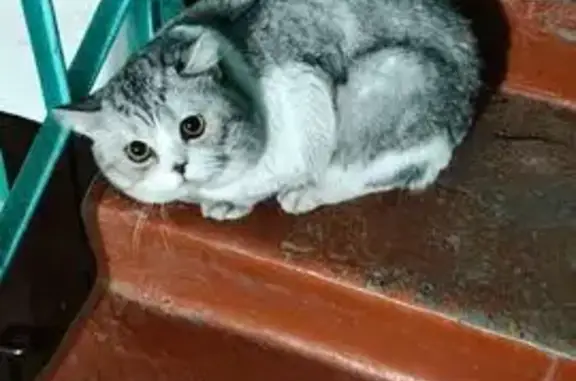 Найдена кошка, Иркутск, фото: Найдена кошка, улица Мамина-Сибиряка, 29, Иркутск