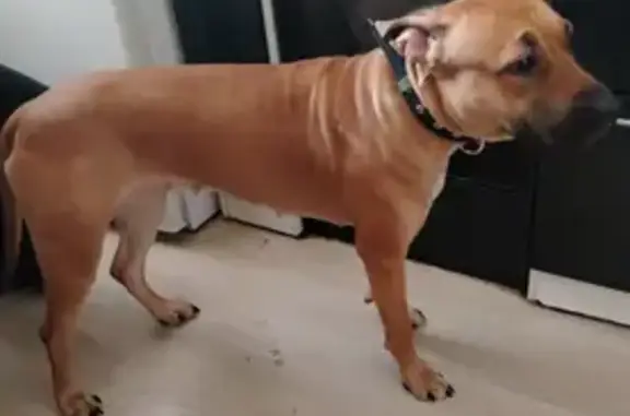 Найдена собака, Берёзовский, фото: Найдена собака, Берёзовский тракт, 4/1, Берёзовский