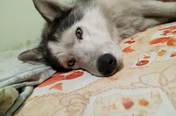 Найдена собака, Чита, фото: Найден собака, Чита