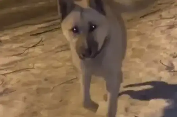 Найдена собака, Челябинск, фото: Найдена собака, улица Косарева, 50А, Челябинск - доверчивая с коричневым ошейником