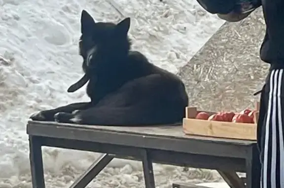 Найдена собака, Тула, фото: Найдена собака, улица Максима Горького, Тула - черная с ошейником