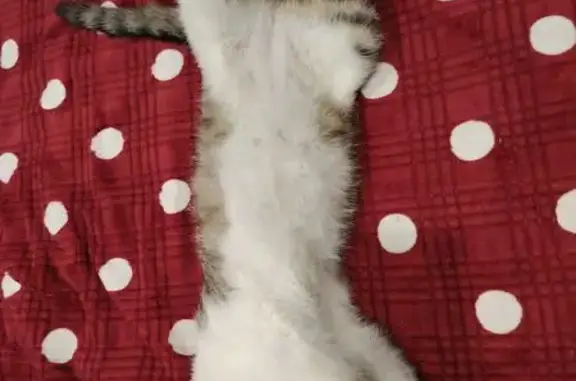 Найденные животные Благовещенск, фото: Найдена кошка, улица Островского, 218, Благовещенск - обморожено одно ушко