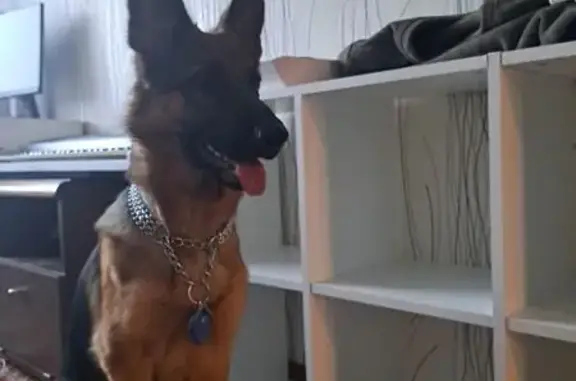 Пропала собака, женский пол, улица Строителей, 7, Курчатов - photo