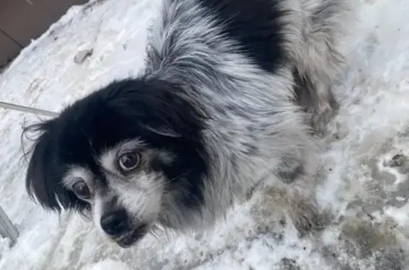 Найдена собака, Ульяновск, фото: Найдена собака, проспект 50-летия ВЛКСМ, Ульяновск - дрожит, явно голодная