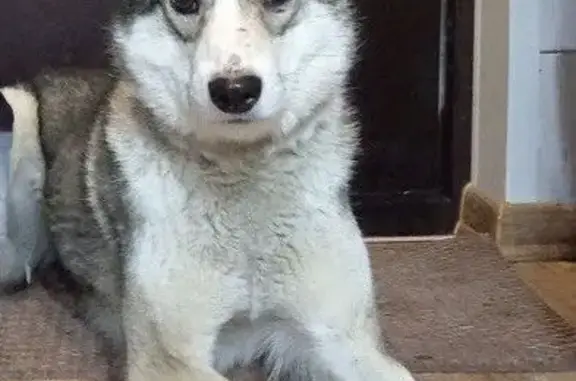 Пропала собака, Можга - Нылга, Удмуртия - окрас серый - photo