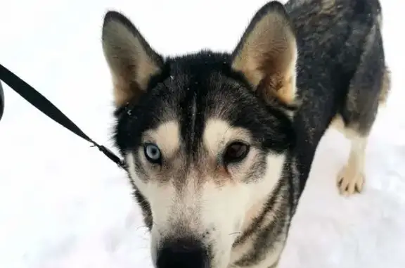 Найдена собака, Кострома, фото: Найдена собака, девочка, Заволжский район, Малышково, Кострома
