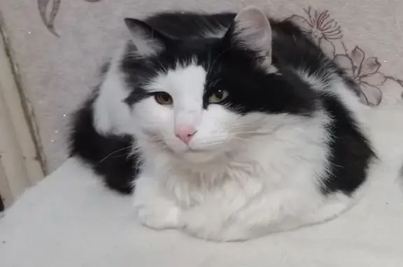 Пропал кот, улица Мингажева, Уфа - черно-белый кастрат с проблемой сердца - photo