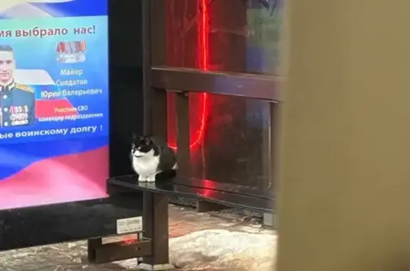 Найдена кошка, Калининград, фото: Найдена кошка, проспект Мира, Калининград - ласковый, выглядит как бывший домашний