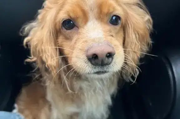 Найдена собака, Иноземцево, фото: Найден собака, мужской, Иноземцево, Ставропольский край - чистый и ухоженный