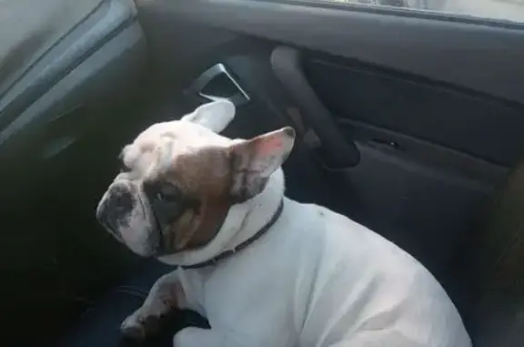 Найдена собака, Волгоград, фото: Найдена собака, улица Салуткина, 15, Волгоград