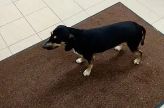 Найдена собака, Новоуральск, фото: Найден собака, мужской, улица Мичурина, Новоуральск