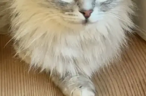 Пропала кошка, Советская улица, 36, Поляны - маленькая, миниатюрная - photo