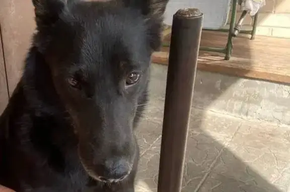 Пропала собака, Приволжский, Саратовская область - женская, поранилась - photo