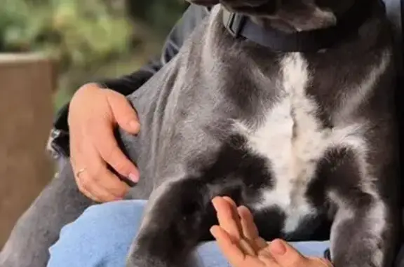 Пропал собака, улица Матросова, Ставрополь - серый щенок с белым пятном - photo