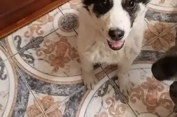 Найдена собака, Новосибирск, фото: Найден щенок, Новосибирск, Новосибирская область - белый с чёрным, дружелюбный