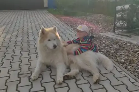 Пропал собака, мужской, Озёрная улица, 19, Шаломино - хаски, рыжий окрас - photo