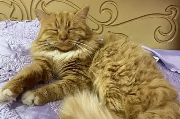 Пропал кот, переулок Щорса, Навля - рыжий и белый, пушистый хвост - photo