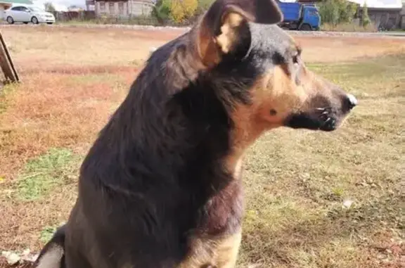 Пропал собака, Молодёжная улица, Шняево, Дьячевка - дружелюбный, идёт ко всем - photo