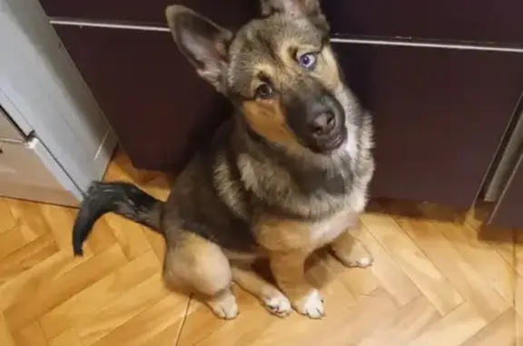 Пропала собака, Родники, Ивановская область - разноцветные глаза, 6 месяцев - photo