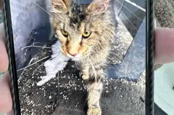 Найдена кошка, Москва, фото: Найдена кошка, улица Олеко Дундича, 7, Москва