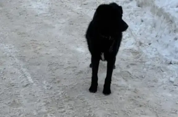 Найденные животные Новомосковск, фото: Найден собака в кожаном ошейнике, улица Трудовые Резервы, Новомосковск