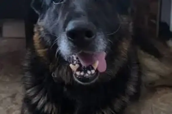 Найдена собака, Ленино, фото: Найден собака, улица Титова, Ленино - немецкая овчарка, знает команды