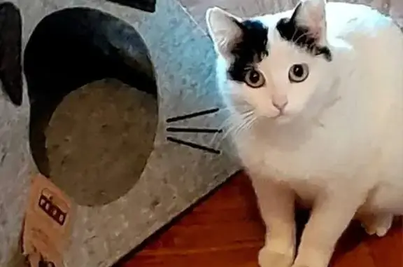 Найдена кошка, Сергиево-Посадский городской округ, фото: Найдена кошка, Озёрная улица, Сергиево-Посадский городской округ - беременная и ласковая