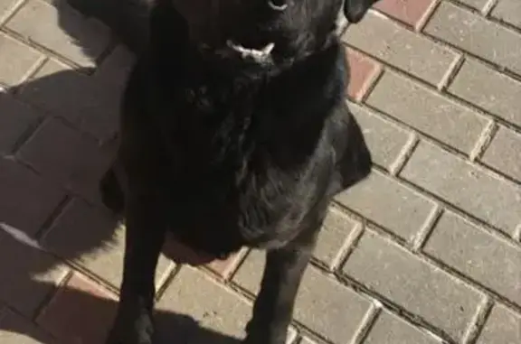 Пропал собака, улица Революции, 17, Щёкино - лабрадор, чёрный - photo