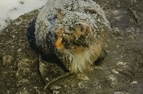 Найдена кошка, Мурманск, фото: Найдена кошка, проспект Героев-североморцев, 7 к2, Мурманск - пушистая, многоцветная с рыжими полосами