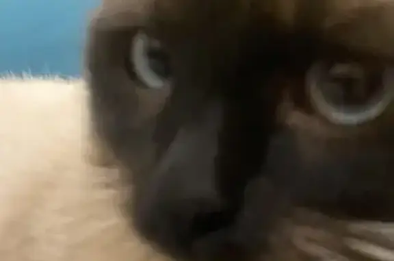 Пропал кот, Комбинатская улица, 26, Казань - photo