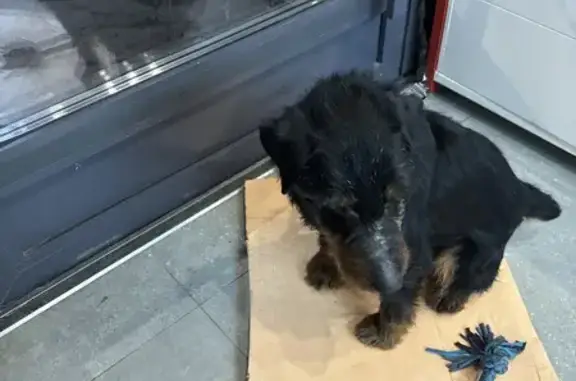 Найдена собака, Троицк, фото: Найдена собака, Кварцевая улица, 4 к2, район Троицк, Троицк - ягтерьер с обрубленным хвостом