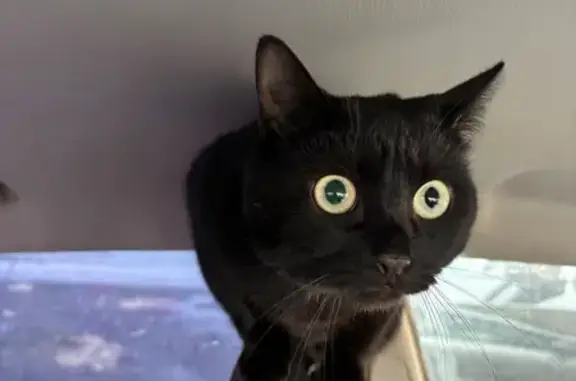 Пропала кошка, улица Панкратова, 64Б, Вологда - черная с белым пятнышком - photo