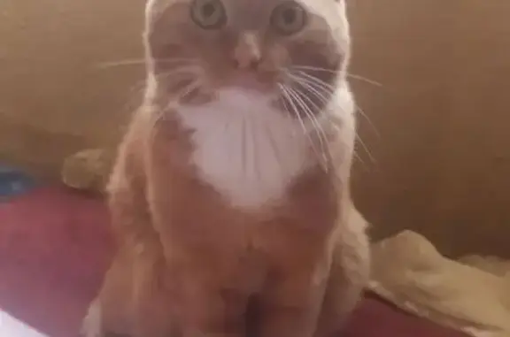 Пропала кошка, Октябрьский проспект, Кемерово - рыженький с белыми носочками - photo