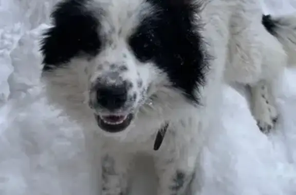 Найдена собака, Ижевск, фото: Найдена собака, улица Демьяна Бедного, 98А, Ижевск - пятнистая девочка с ошейником