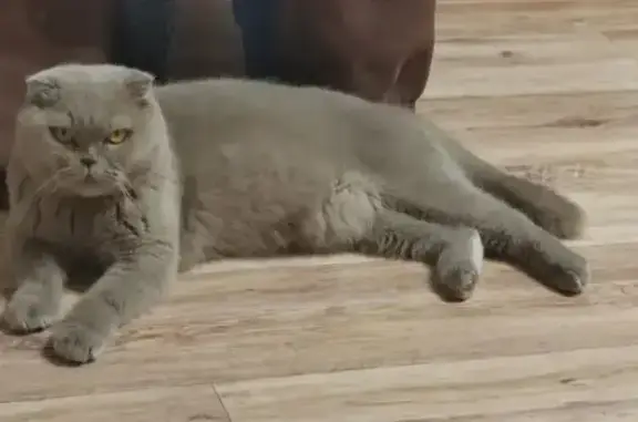 Пропала кошка, 3-я Кольцевая улица, Ростов-на-Дону - британская вислоухая - photo