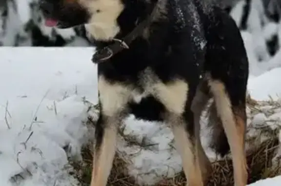 Найдена собака, Большое Алексеевское, фото: Найден собака, Центральная улица, 18, Большое Алексеевское