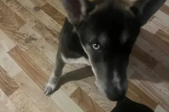 Пропала собака женский пол, Введенская улица, Старая Русса - разные глаза - photo