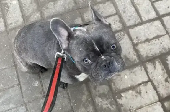 Пропал собака, Краснодарская улица, 43, Астрахань - серый с белой грудью - photo