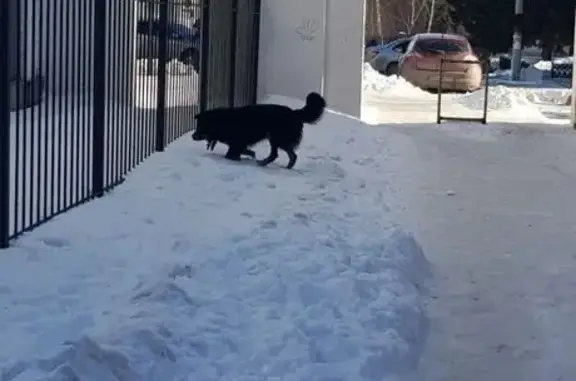 Найдена собака, Копейск, фото: Найдена собака, улица Борьбы, Копейск - чёрно-подпалый окрас, небольшой размер