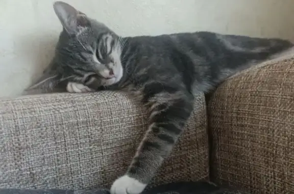 Пропала кошка, улица Достоевского, Мурманск - маленькая, серая с полосками - photo