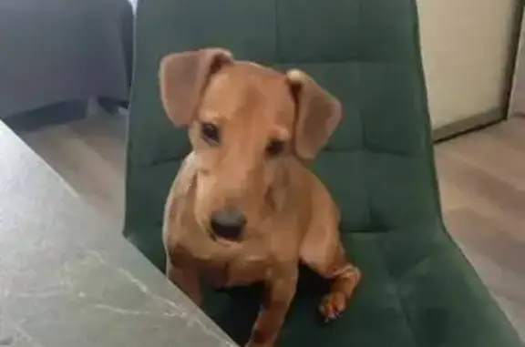 Пропал собака, Лесная улица, Москва - очень активный мальчик - photo