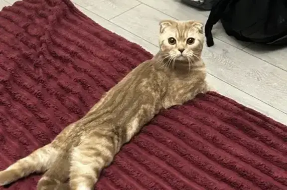 Пропала кошка, 2-й Крестовский переулок, 12, Москва - ускользнул из дома - photo