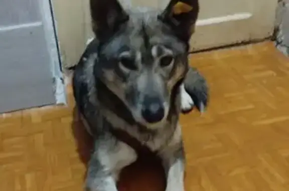 Пропала собака, Лянгасы, Кировская область - с биркой в ухе - photo