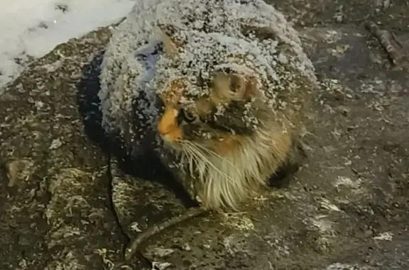 Найдена кошка, Мурманск, фото: Найдена кошка, Ленинский район, Мурманск - пушистая и многоцветная