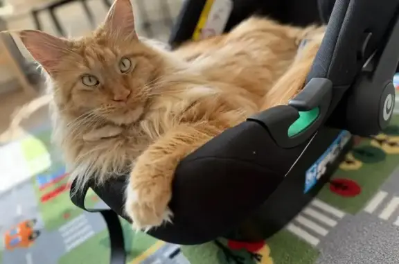 Пропал кот, 1, Легчищево, Новый Быт - рыжий мейн-кун - photo