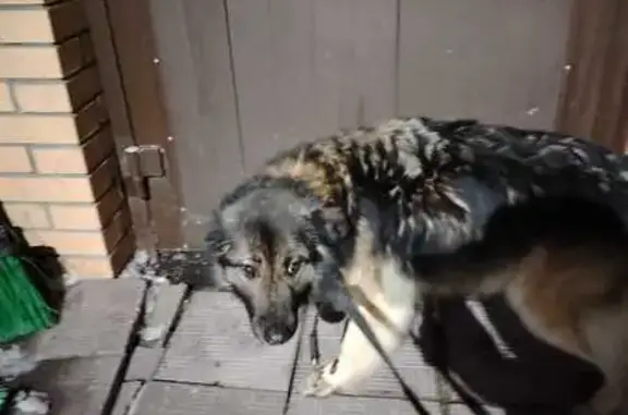 Найдена собака, Дарьино, фото: Найдена собака, 1-е Успенское шоссе, Дарьино - похоже метис овчарки